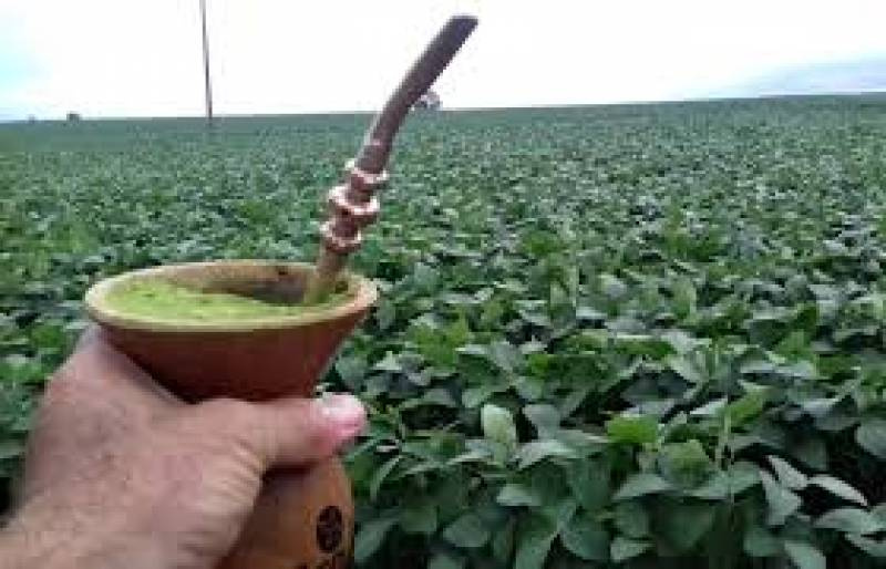Chimarrão gaúcho corre risco de ficar mais caro