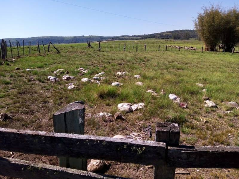 Rebanho de ovelhas é dizimado por bandidos Santana da Boa Vista