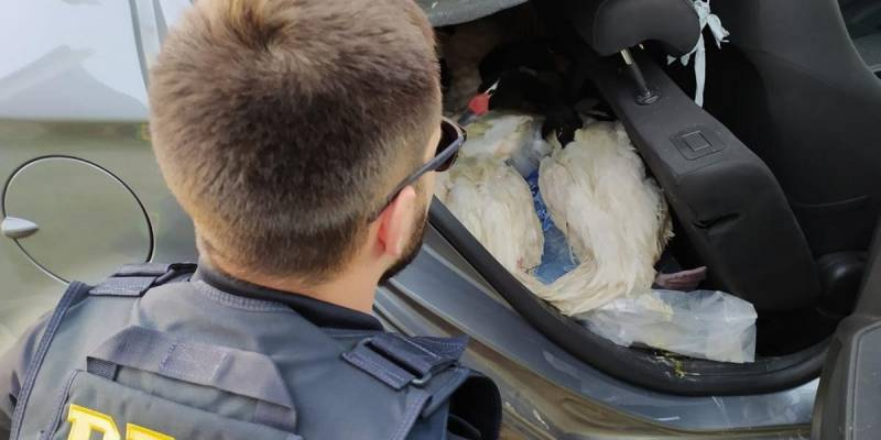 Homem é preso ao transportar cisnes em Camaquã