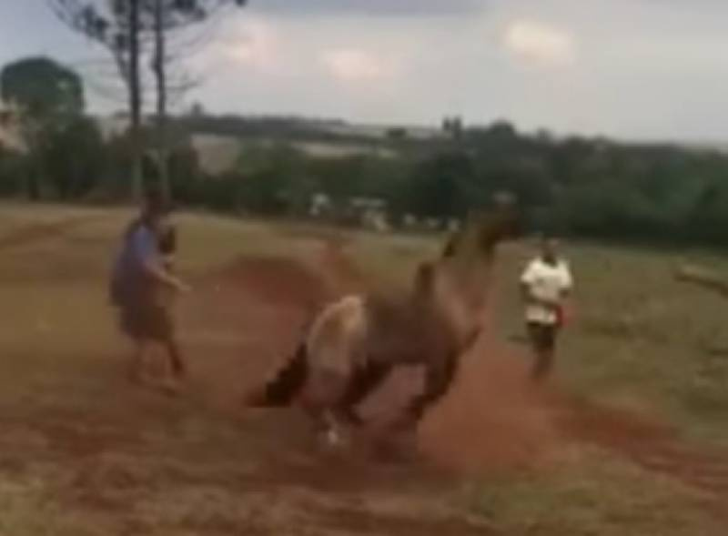 Cavalo sofre tortura em Santo Ângelo destaca ONG  Pé de Pano