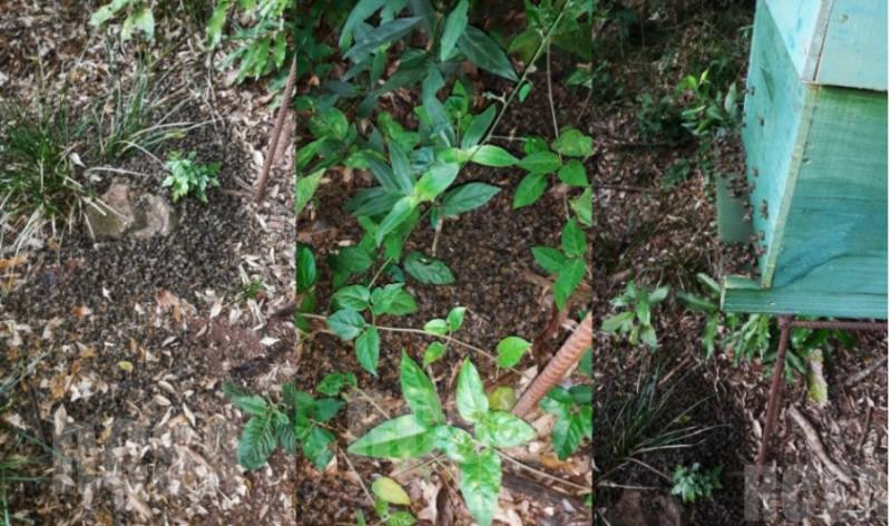 Milhares de abelhas são localizadas mortas no interior de Entre-Ijuis
