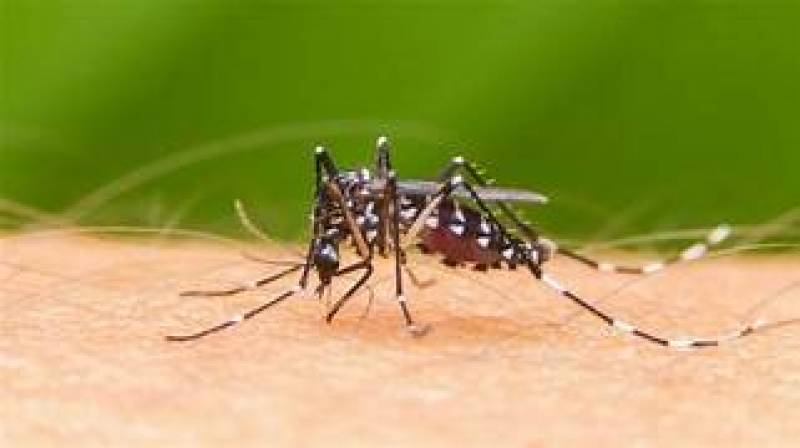 Santa Rosa já contabiliza neste ano 6 vezes mais casos de dengue do que teve em 2023