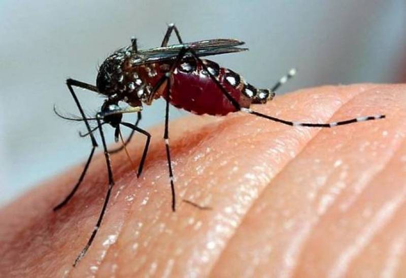 Mais de mil casos de Dengue são confirmados em Três de Maio