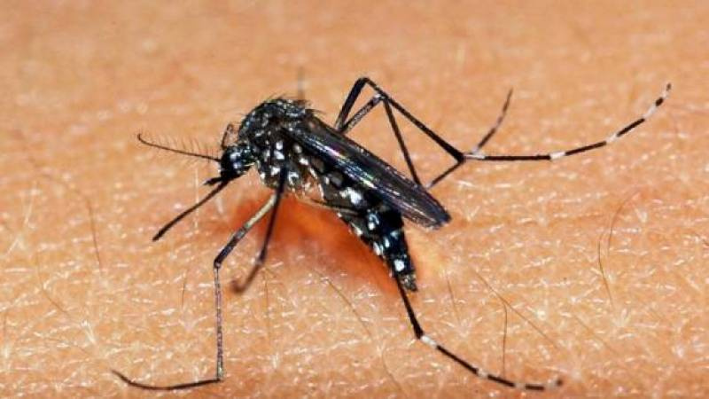 Com óbitos em Tucunduva e São José do Inhacorá, RS chega a 191 mortes por dengue em 2024