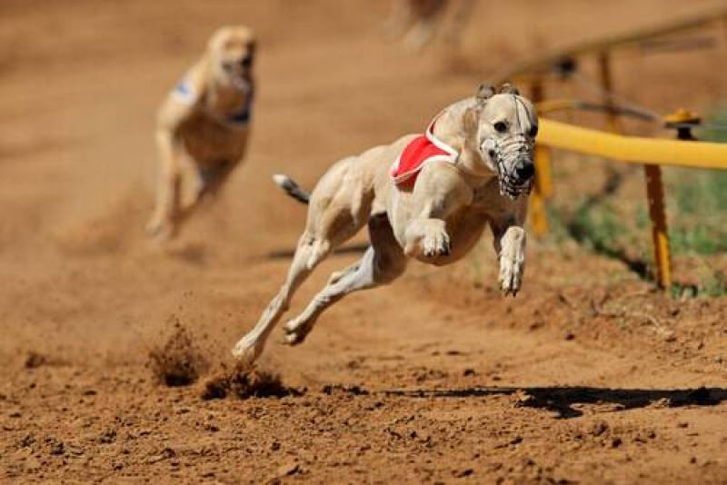 Corridas de cães galgos serão proibidas no RS