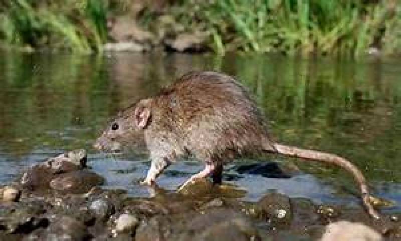 Aumenta para 22 o número de mortes por leptospirose em razão das enchentes de maio no Rio Grande do Sul