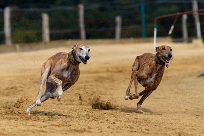 Governo do RS proíbe corridas de cachorros galgos