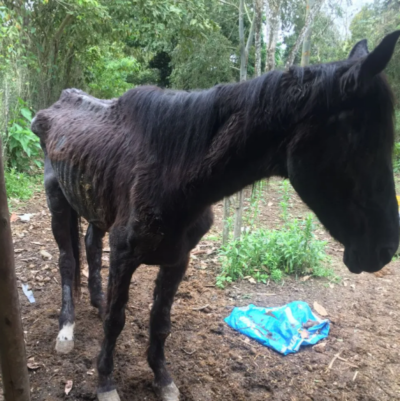 Dr.Silvano Saragoso: O pior Verdugo é o humano que maltrata os animais