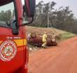 Acidente em Santa Bárbara do Sul deixa motorista ferido