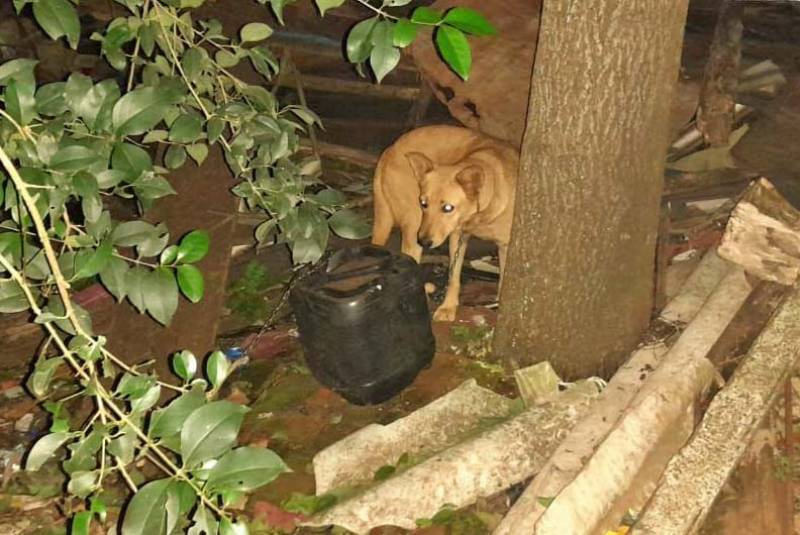 Cães vítimas de maus tratos foram encaminhados para Lar de Passagem