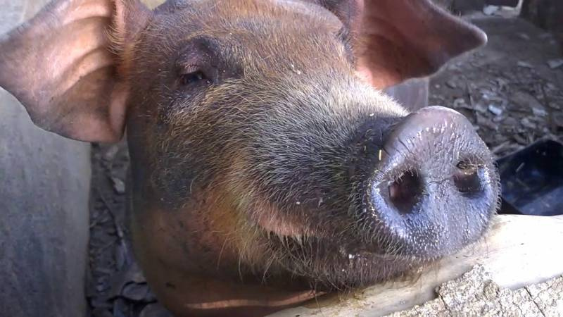 Idoso morre ao ser atacado por porco em Boa Vista do Incra