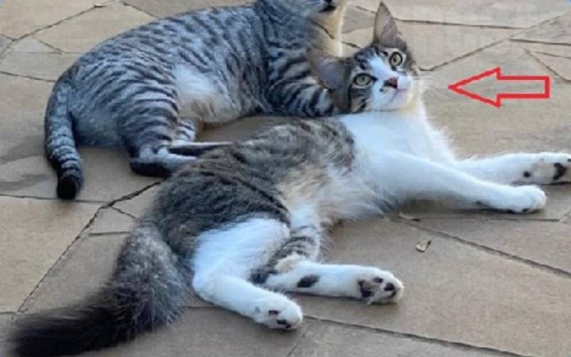 Gato desaparecido tem recompensa de R$ 1.000,00 pela sua localização