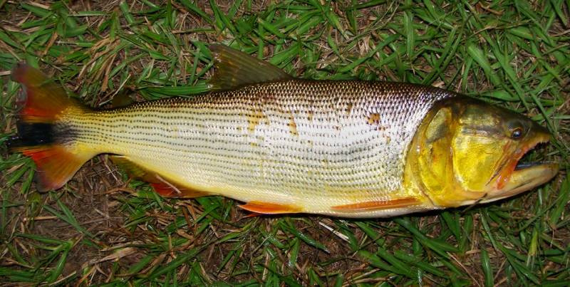 PATRAM apreende rede predatória e peixes proibidos de pesca na Barra do Quaraí