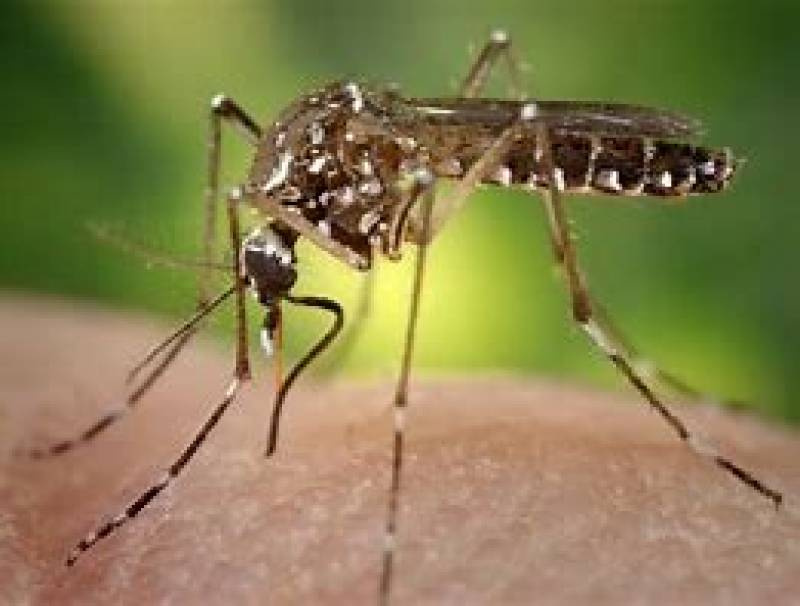 Missões registra 71 casos confirmados de dengue