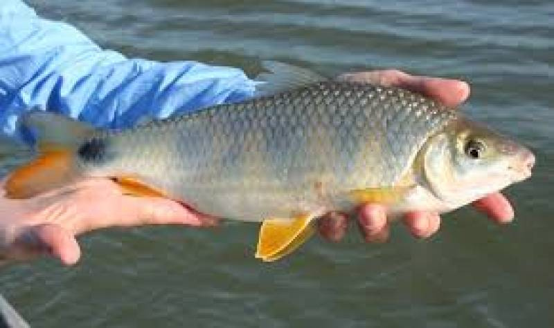 Decreto proíbe pesca esportiva em Garruchos durante pandemia