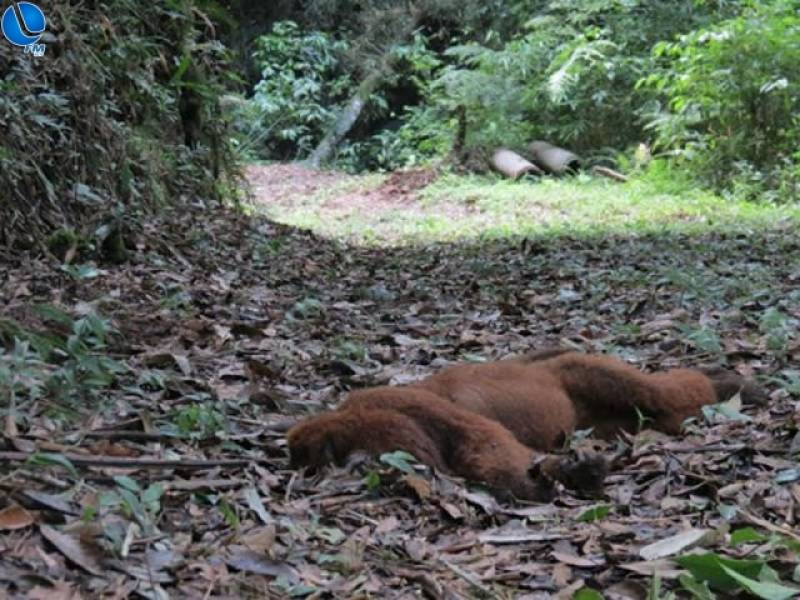 Região - Mais de 100 bugios já foram encontrados mortos por consequência da febre amar