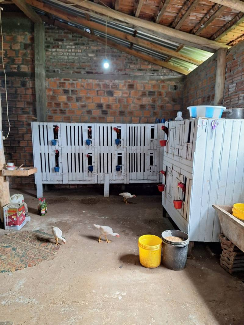 Policia Civil deflagra operação ESPORA DE AÇO contra rinhas de galo em Porto Xavier