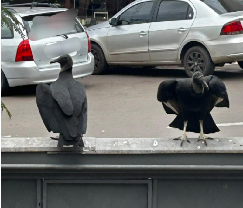 Filhotes de corvos são encontrados em prédio no centro de Ijuí e devem mobilizar autoridades