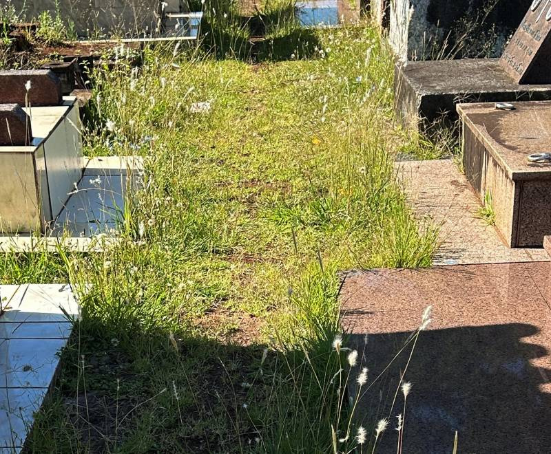 Mato toma conta entre jazigos no Cemitério Sagrada Família e moradores denunciam abandono em Santo Ângelo