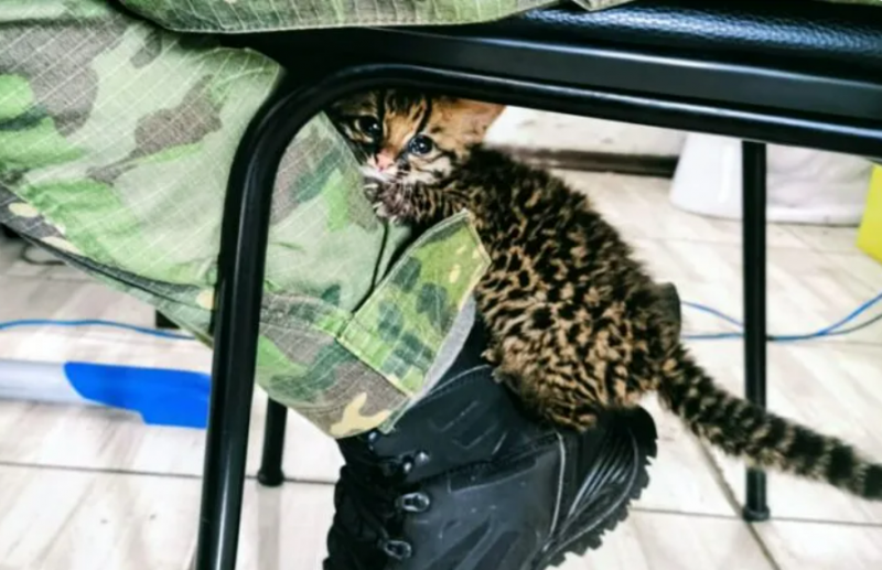 PATRAM resgata filhote de gato-maracajá após atropelamento da mãe em Sete de Setembro