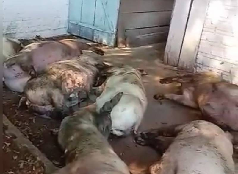 Descarga elétrica mata 15 porcos interior de Tenente Portela