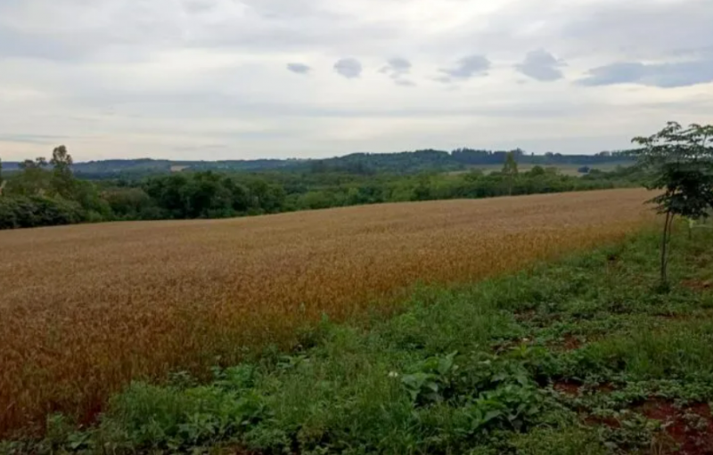 Área em Vitória das Missões é desapropriada para reforma agrária