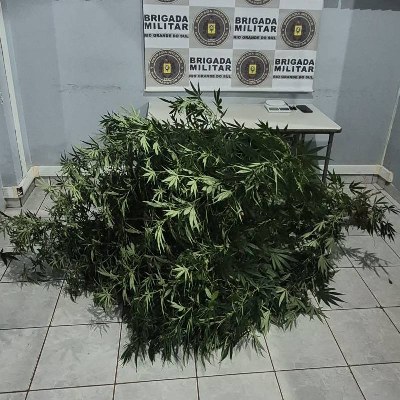 ROCAM apreende pé de maconha, motocicleta e conduz uma pessoa à delegacia