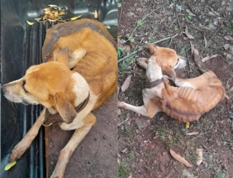 Animal vítima de maus-tratos é resgatado pela SEMAS; tutor foi preso pela Patram