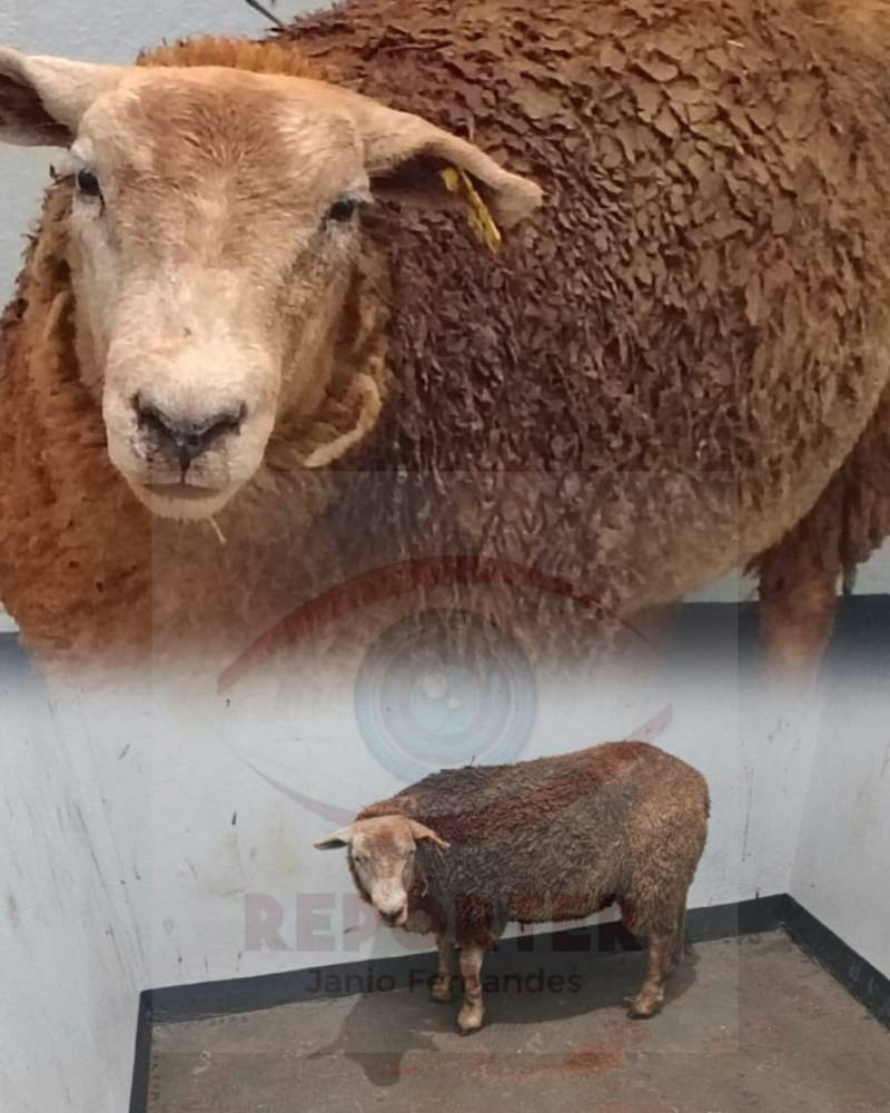 Ovelha é encontrada dentro de porta-malas durante abordagem policial em Ijuí