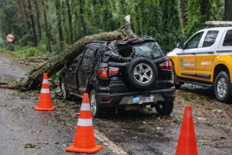 Motorista morre após árvore cair sobre veículo na RSC-377 entre Cruz Alta e Ibirubá