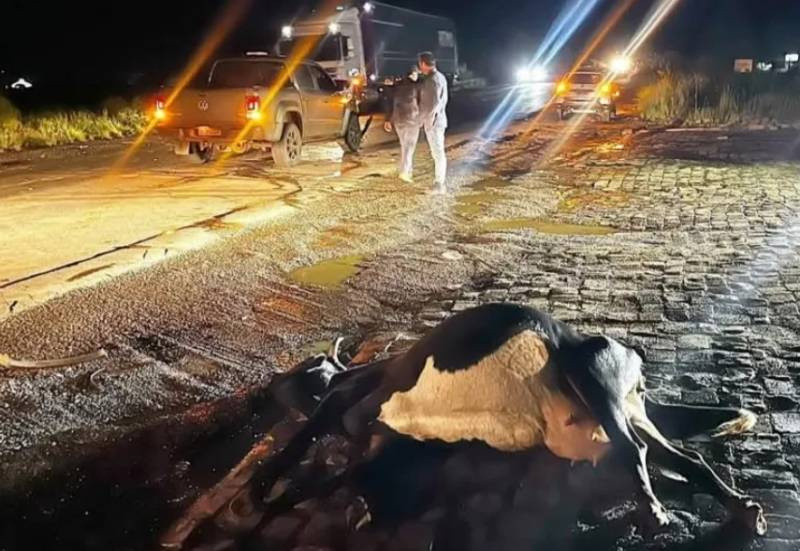 Vacas na pista provocam acidente com duas caminhonetes na BR-285 em Santa Bárbara do Sul