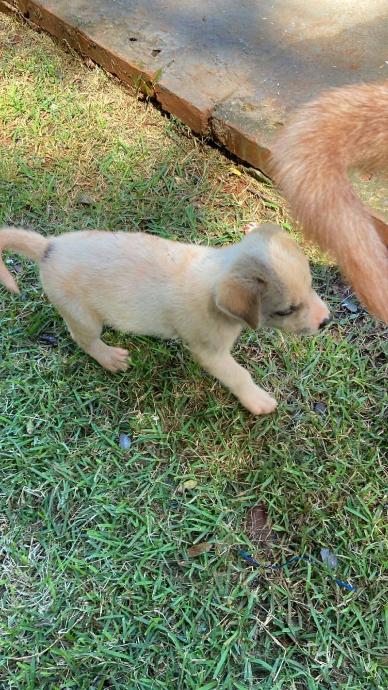 Resgatados de maus-tratos estão recuperados e ganham novo lar