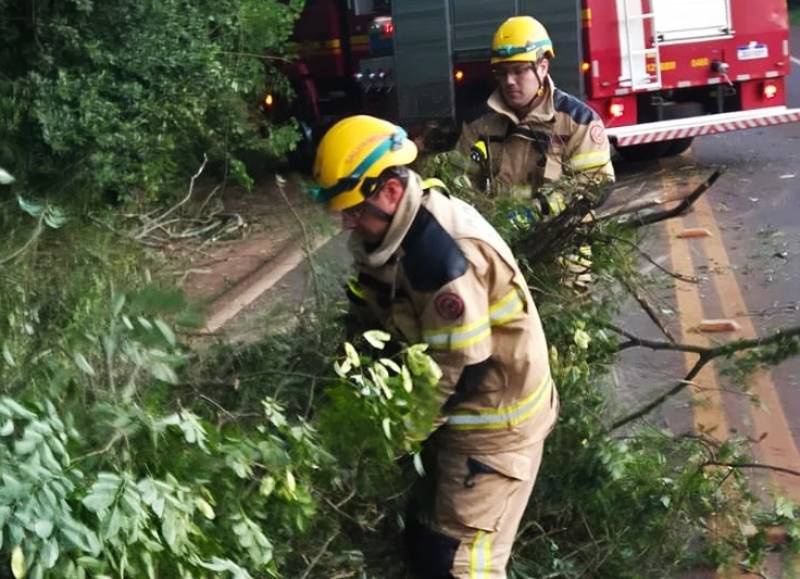 Queda de árvore provoca acidente deixando duas pessoas feridas na ERS 155