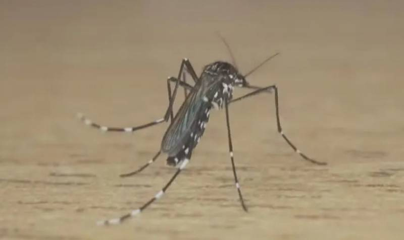 RS confirma primeira morte por dengue em 2026