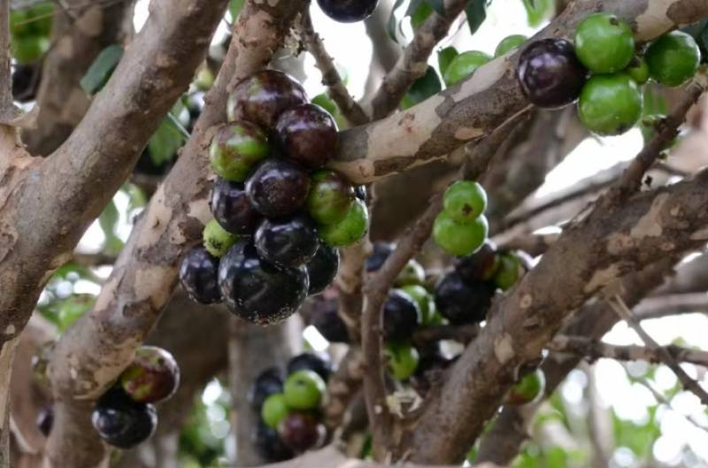 Por que a jabuticaba sempre aparece entre as melhores frutas do mundo? Veja o que ela tem de especial
