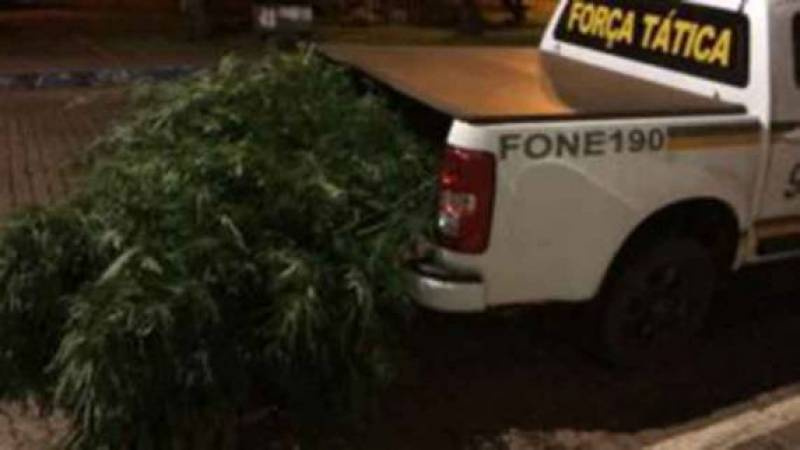 Pai denuncia filho que mantinha plantação de maconha nos fundos da residência em Palmeiras das Missões