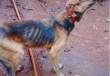 Brigada Militar prende mulher por maus-tratos a cães em Cruz Alta