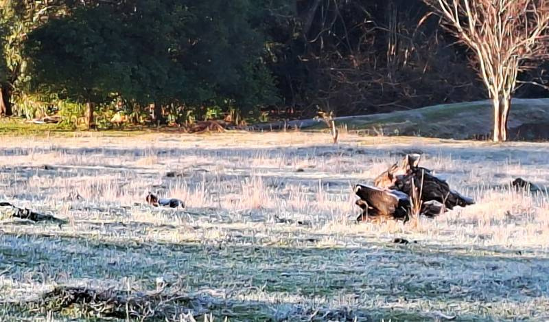 Municípios gaúchos registram temperaturas negativas na madrugada desta terça-feira; veja as mínimas