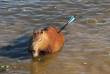 Capivara com flecha cravada no corpo é resgatada em represa
