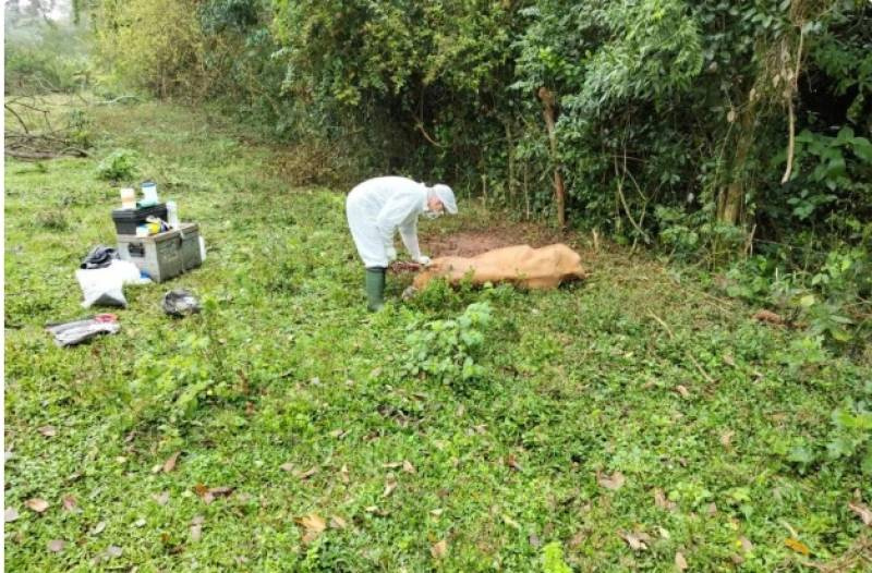 Quatro casos de raiva herbívora são confirmados no noroeste do RS