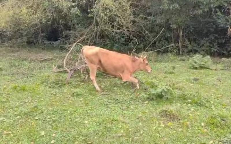 Caso de raiva em bovino é confirmado em Crissiumal e autoridades reforçam vacinação do rebanho