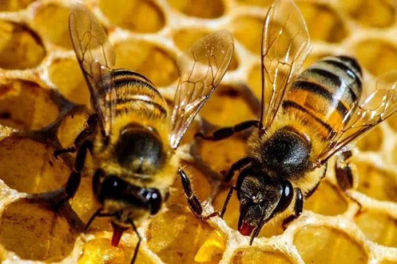 Apicultura ganha destaque na 12ª Feaagri Missões