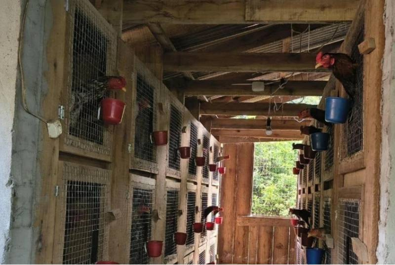 Polícia resgata quase 80 galos em rinha no município de Alpestre