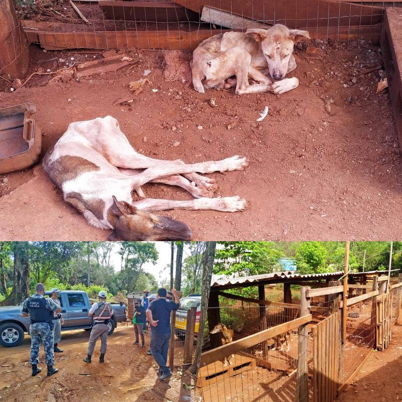 Mais de 40 cães são recolhidos de canil clandestino no interior de Santo Ângelo