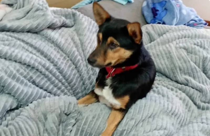 Cachorro é submetido à eutanásia após sofrer graves ferimentos provocados por golpes de facão em Ijuí