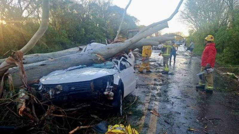 Árvore de grande porte cai sobre Saveiro e deixa duas pessoas feridas na ERS-324, em Pontão