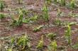 Temporal com granizo causou prejuízo estimado em R$ 2 milhões em propriedade rural nas Missões