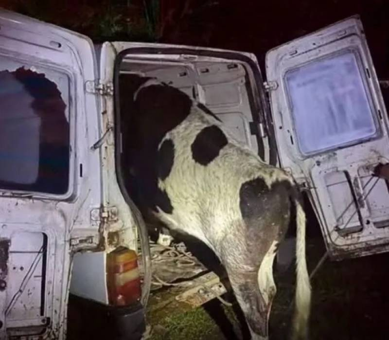 Vaca furtada é encontrada dentro de veículo após acidente no litoral norte do RS