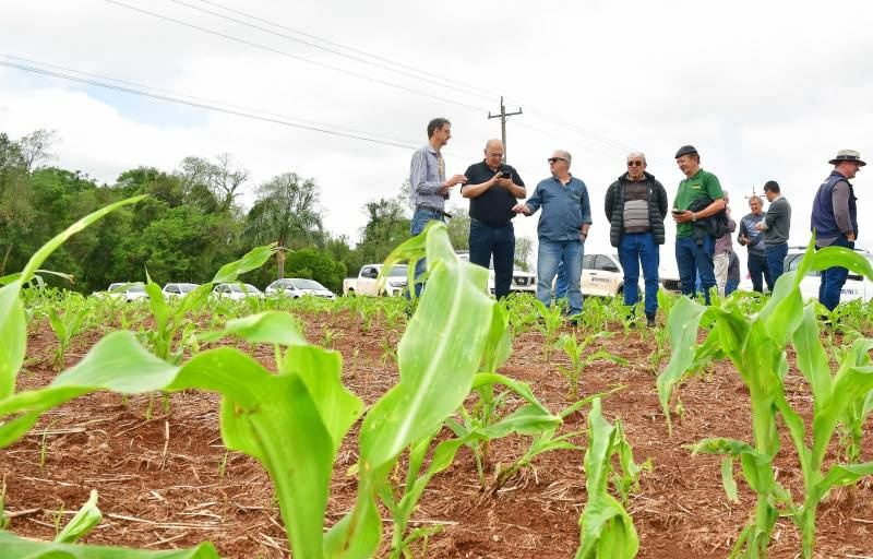 Abertura estadual da Colheita do Milho marcada para 20 de janeiro